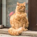 Kotka z Niemiec wróciła do domu po 11 latach. Pomógł polski czip