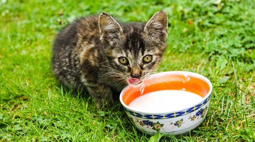 Kotom lepiej nie dawać mleka /pixabay.com