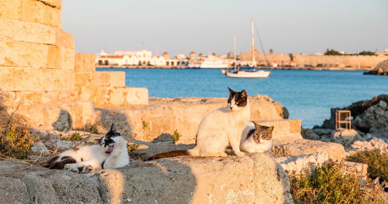 Kotów na Tabarce jest dwa razy więcej niż ludzi /Pixel