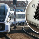 Koty i psy coraz częściej podróżują pociągami. Wzrost o 100 tys. w ciągu roku