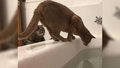 Koty lubią psoty... i wodne zabawy