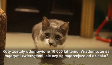 Koty mądrzejsze od dzieci? Naukowcy z Japonii przeprowadzili eksperyment
