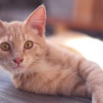 Koty miałyby zniknąć z domów. Zoolog proponuje całkowity zakaz