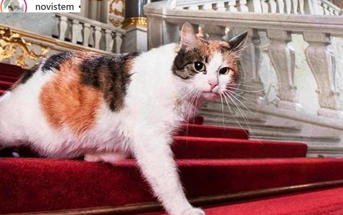 Koty mieszkają w Ermitażu od 250 lat /Instagram