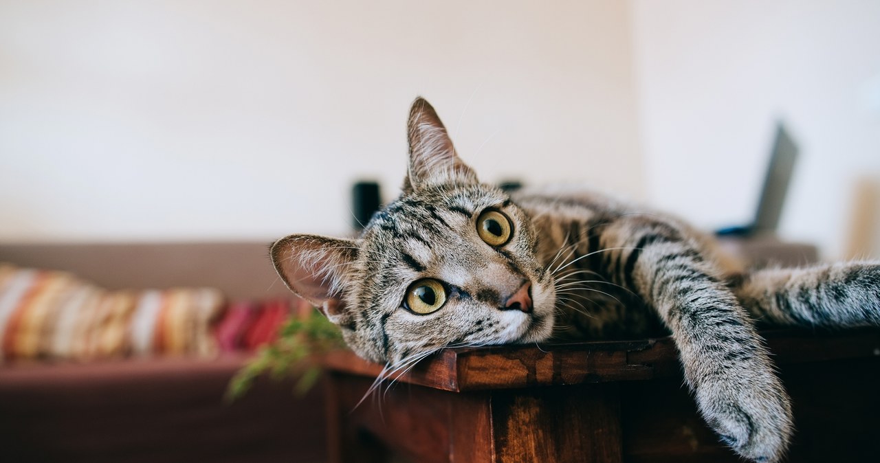 Os gatos podem se tornar companhias aéreas para parasitas perigosos. Se a higiene não for seguida, ovos e larvas podem estar presentes em toda a casa /123rf /foto