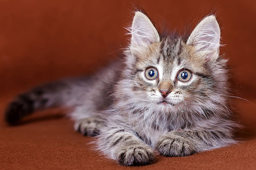 Koty mogą być pomocne przy wykrywaniu chorób /123RF/PICSEL