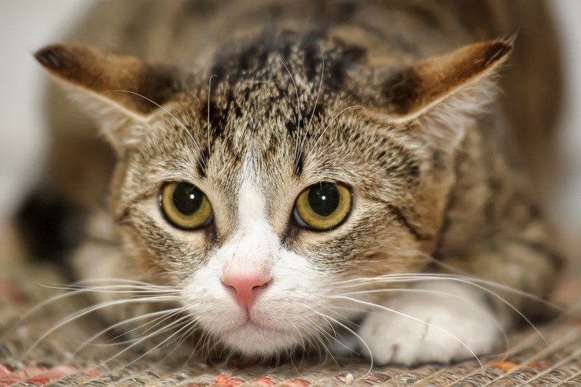 Koty mogą przenosić groźne choroby. Wymieniamy te najczęstsze /123RF/PICSEL