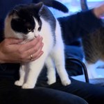 Koty niczym terapeuci. W Polsce powstają specjalne kawiarnie