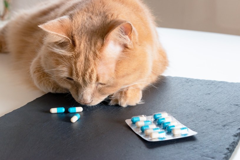 Koty podobnie jak psy mogą przypłacić życiem podanie im leków takich jak ibuprofen /123RF/PICSEL