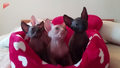 Koty rasy sfinks reagują synchronicznie na zabawy właściciela