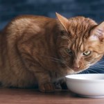 Koty są zdrowsze na diecie roślinnej? Weterynarz mówi, że tak