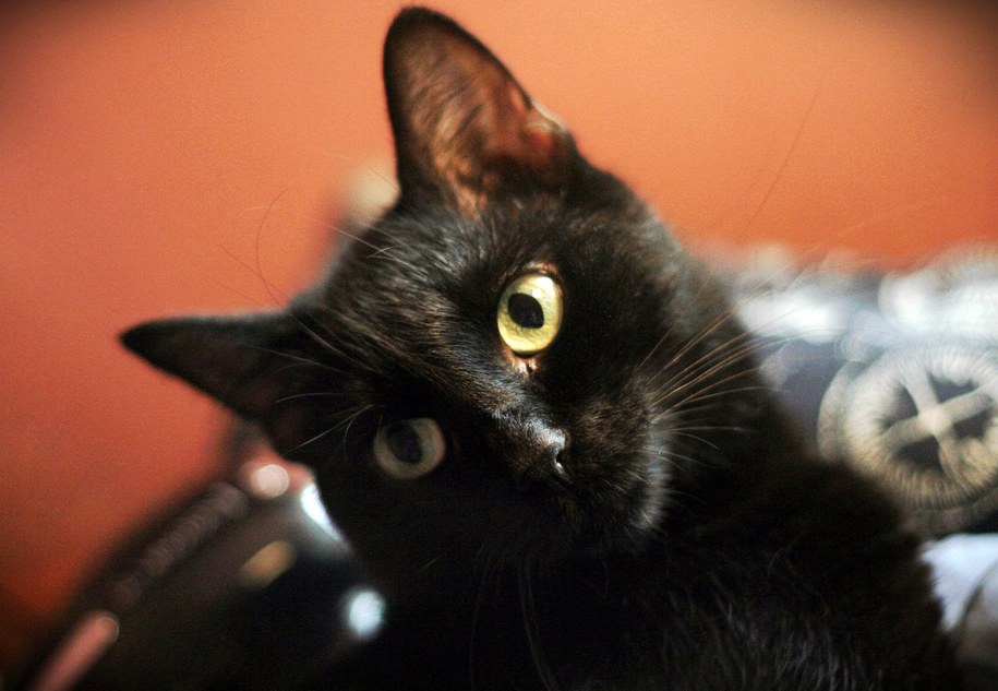 Koty skłaniają uczniów do lepszej nauki? Taki eksperyment przeprowadzany jest we Francji /Archiwum RMF FM