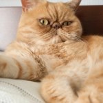 Koty śpią na lewym boku z ważnego powodu. Co to oznacza?