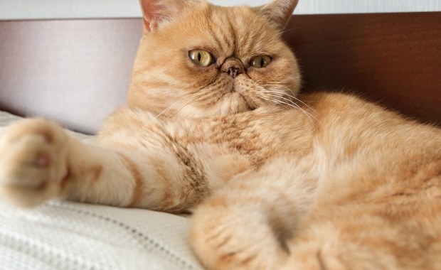 Koty śpią na lewym boku z ważnego powodu. Co to oznacza?