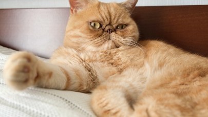 Koty śpią na lewym boku z ważnego powodu. Co to oznacza?