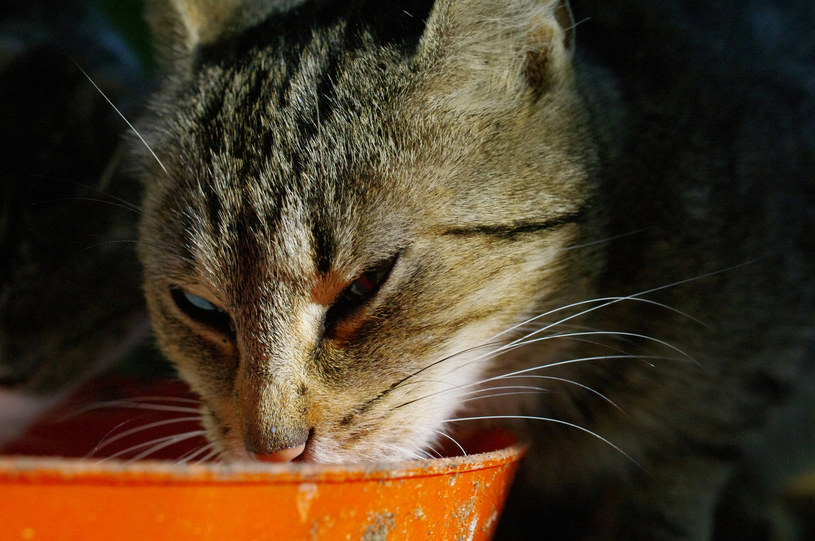 Koty to bezwzględni mięsożercy. /Marek BAZAK/East News /East News