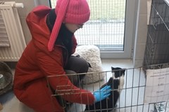 Koty w schronisku w Krakowie 