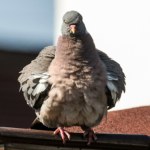 Koty, wielbłądy i drony-gołębie. Tak Rosja wykorzystuje zwierzęta w wojnie