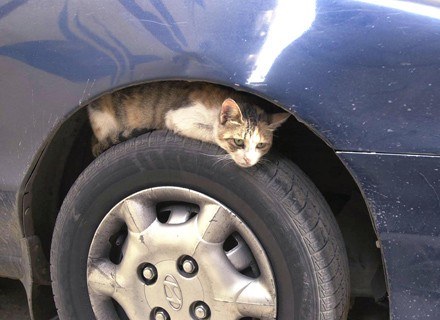 Koty wymyślają alternatywne sposoby korzystania z samochodów /AFP