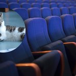 Koty zamieszkały w kinie. Zapraszają na seanse i szukają domów!