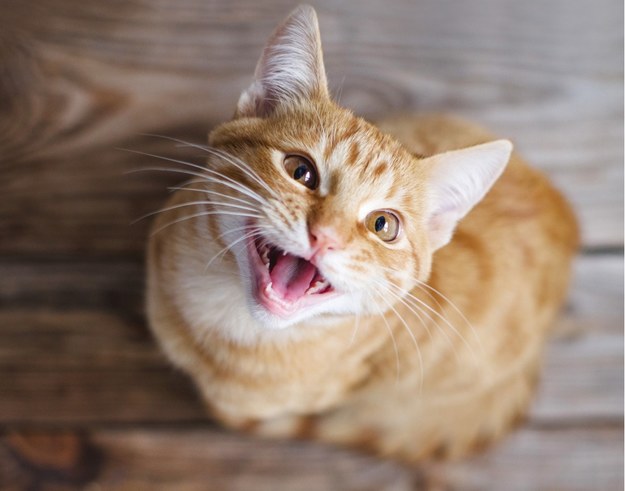 Koty zjadają ponad 2 tys. gatunków zwierząt /Shutterstock