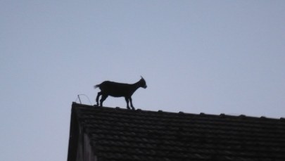 Koza weszła na dach. Do zejścia przekonano ją... kapustą