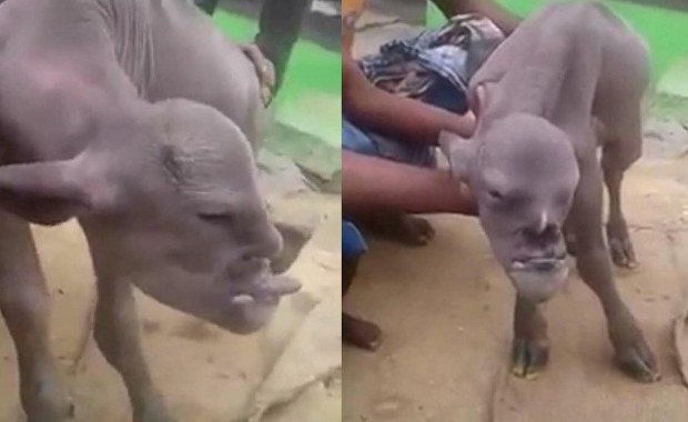 Koza z "twarzą demona" przyszła na świat w Indiach. Cała wioska jest przerażona