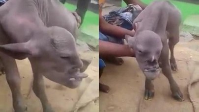 Koza z "twarzą demona" przyszła na świat w Indiach. Cała wioska jest przerażona