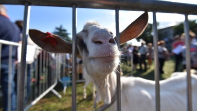 Koza zjadła 20 tysięcy euro w gotówce. Skończyła na rożnie