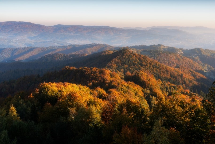 Koziarz w Beskidzie Sądeckim /Shutterstock