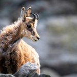 Kozic w Tatrach mniej niż rok temu. Są najnowsze dane