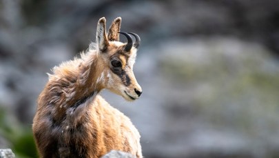 Kozic w Tatrach mniej niż rok temu. Są najnowsze dane