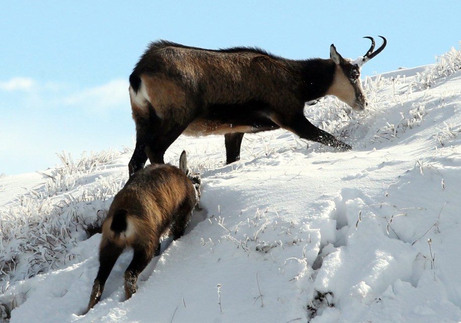 Kozice w rejonie Kasprowego Wierchu (zdj. arch.) / 	Grzegorz Momot    /PAP