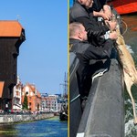 Koziołek wpadł do kanału w porcie w Gdańsku. W ruch poszło lasso
