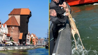 Koziołek wpadł do kanału w porcie w Gdańsku. W ruch poszło lasso