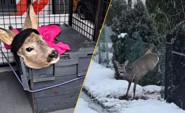 Koziołek zaklinował się w ogrodzeniu. Dramatyczne chwile na działkach