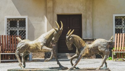 Koziołki wróciły przed urząd miasta