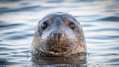 Kózka, Opływ i Kołeczka. Kolejne foki znad Bałtyku trafiają pod opiekę ludzi