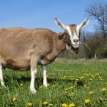 Kozy dostaną pracę. Kraków zagłosował