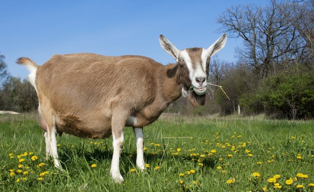 Kozy dostaną pracę. Kraków zagłosował