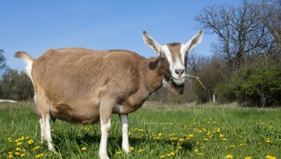 Kozy dostaną pracę. Kraków zagłosował