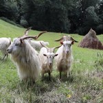 Kozy karpackie pomogą chronić cenne murawy w Pieninach