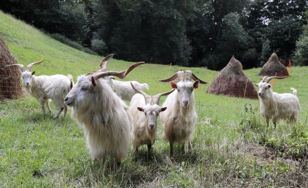 Kozy karpackie pomogą chronić cenne murawy w Pieninach