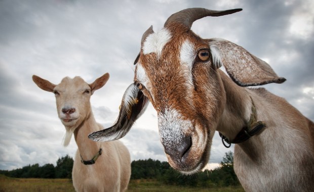 Kozy opanowały włoską wyspę. Władze wpadły na nietypowy pomysł