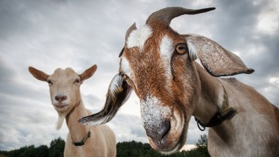 Kozy opanowały włoską wyspę. Władze wpadły na nietypowy pomysł