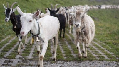 "Kozy strażaczki" sposobem na walkę z pożarami