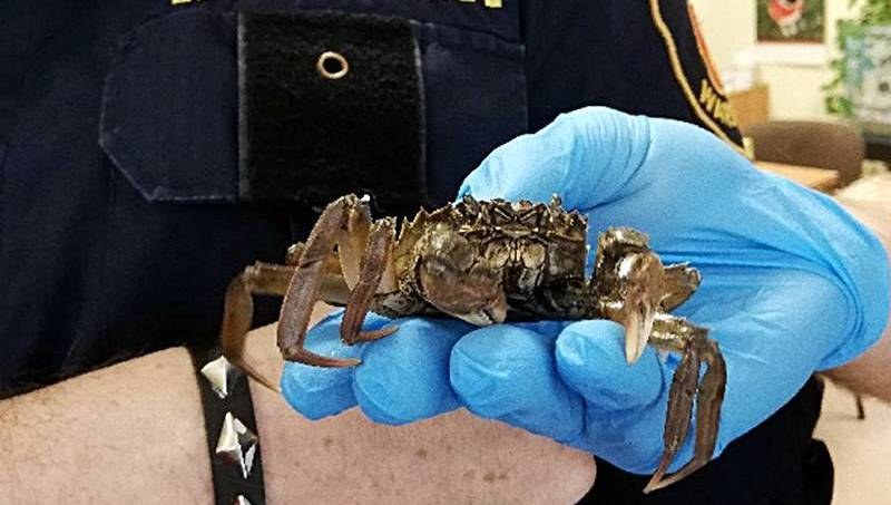 Krab, którego znalazła mieszkanka warszawskiej Pragi /Straż Miejska