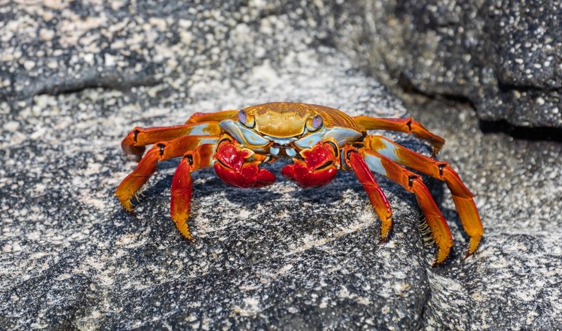 Krab z Galapagos. Fot. Diego Delso /Wikipedia