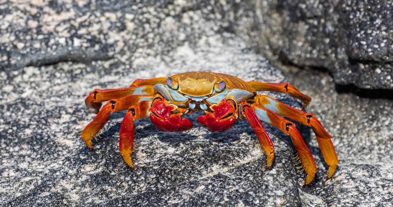 Krab z Galapagos. Fot. Diego Delso /Wikipedia