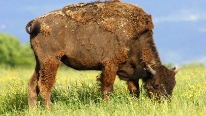 Kradną zwierzęta z zoo w Wenezueli. Prawdopodobnie po to, by je zjeść